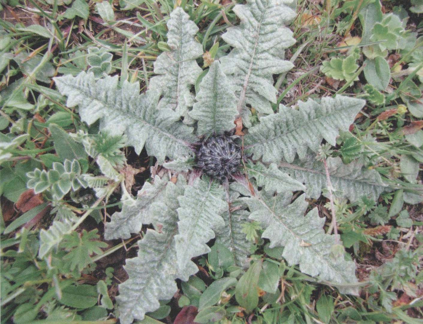 松潘风毛菊